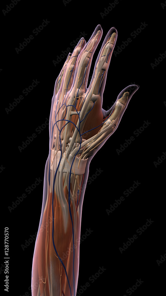 Female Hand and Forearm Anatomy Dorsal View Black Background Stock ...