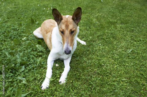 Male Pure Breed Golden Smooth Short Haired Collie Lying On The
