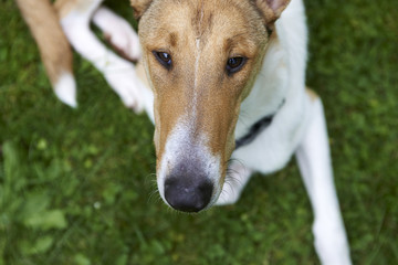 Male pure breed golden smooth (short haired) collie lying on the grass

