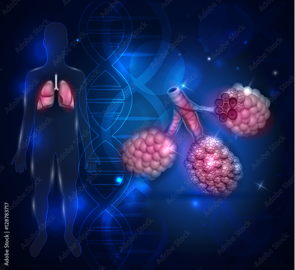 Alveoli anatomy, oxygen and carbon dioxide exchange between alveoli and ...
