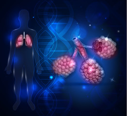 Wall Mural - Alveoli anatomy, oxygen and carbon dioxide exchange between alveoli and capillaries, external respiration mechanism.