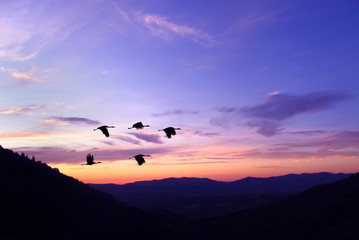 Purple sky on sunset or sunrise with flying birds natural backgr