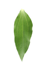 Poster - Green leaf, isolated on white