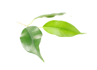 Poster - Green leaves, isolated on white