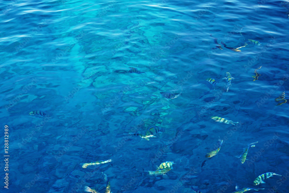 Sea with colorful fish