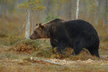 Brown Bear In The Nature Habitat Of Finland Land, Finland Wildlife, Rare Encounter, Big Predator, European Wild Nature, Forest King