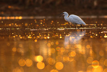 The Pond Of Bokeh