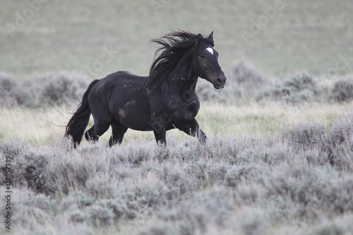 Fényképezés Wild Mustangs of McCullough Peaks Wyoming