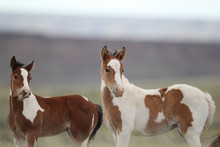 Wild Mustang Foals In Wyoming