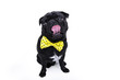 Pug dog isolated on white background. Funny bow tie.