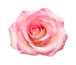canvas print picture - gentle pink rose isolated