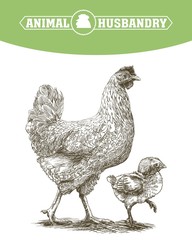 chicken breeding. animal husbandry. livestock