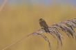 spotted munia (Lonchura punctulata) 