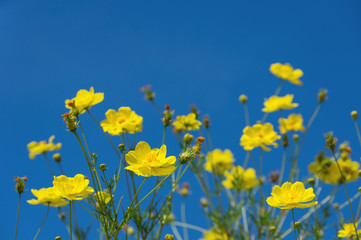 Wall Mural - yellow daisies, cosmos.