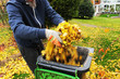 Gartenarbeit, Herbst, Mann wirft abgefallene gelbe Laubblätter in eine Biomülltonne