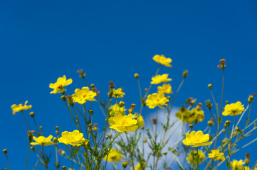 Wall Mural - yellow daisies, cosmos.