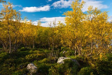 Canvas Print - Colorful Autumn in Scandinavia