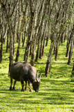 Fototapeta  - Buffalo in rubber plantation,rubber plantation lifes, Rubber plantation Background, Rubber trees in Thailand.(green background), Buffalo crowd