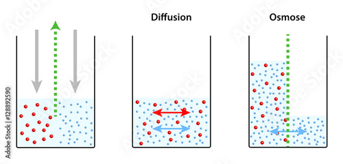 Resultado de imagen de osmose diffusion