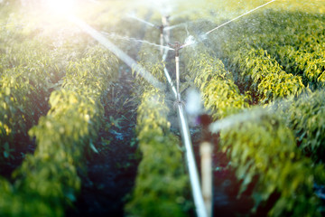 Wall Mural - Irrigation system in function