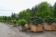 bonsai plants and trees in a garden shop