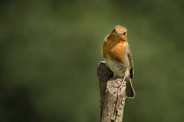 Poster - A solitary robin perched on top of a branch staring forward