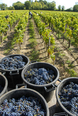 Grapes wine harvest, Bordeaux Vinyard, France