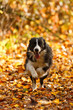 Border Collie rennt im bunten Laub