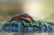 The signal crayfish, Pacifastacus leniusculus
