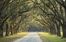 Long Avenue Of Oaks In Savannah, Georgia