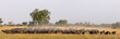 African buffalo or Cape buffalo (Syncerus caffer) herd. Okavango Delta. Botswana