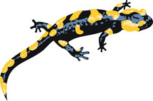 Vector Europaean Fire Salamander (Salamandra Salamandra)