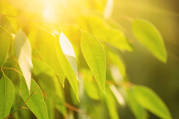 Eucalyptus green leaves abstract background with sun shining and copy space