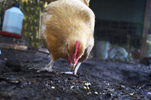 Golden Chicken Pecking Dirt For Food