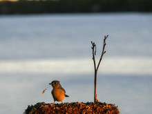 Tufted Titmouse On Feeder By Lake At Sunset