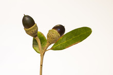 Live Oak Tree Acorn Nut Seed Macro Close Up On White Background
