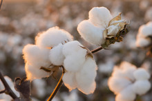 Cotton Field Background Ready For Harvest Under A Golden Sunset Macro Close Ups Of Plants 
