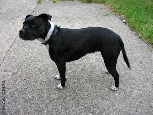irish staffordshire terriers