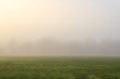 thick morning fog in the winter landscape still green field