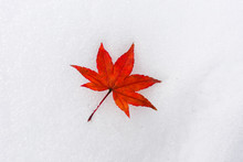 Red Maple Leaf (acer Palmatum) On A Snow In Early Winter