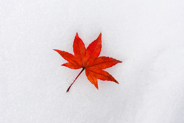 red maple leaf (acer palmatum) on a snow in early winter