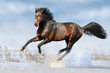 Bay horse run gallop in winter snow field