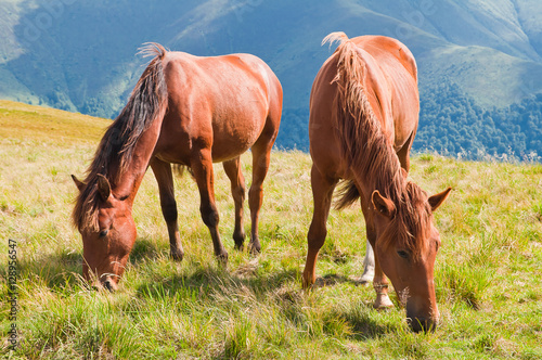  Fototapeta Karpaty   dwa-brazowe-konie-pasace-sie-na-pastwiskach-gorskich-w-karpatach
