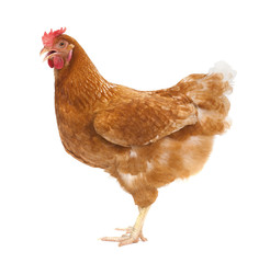 full body of brown chicken ,hen standing isolated white backgrou