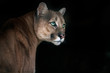 Puma portrait isolated on black background