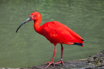 Wall Mural - Scarlet ibis (Eudocimus ruber).