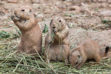 Poster - Black-tailed prairie dog (Cynomys ludovicianus)