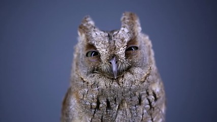 Poster - owl at night on a blue background