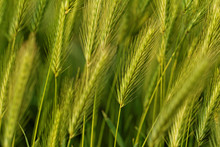 Green Grain