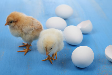 Fluffy little yellow chickens and eggs  on a blue wooden backgro